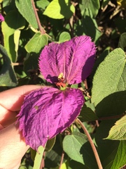 Dalechampia dioscoreifolia