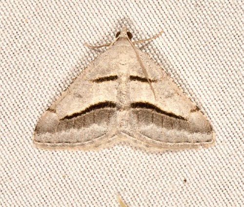 Vermilion Granite Moth photo 3