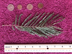 Leucaena pulverulenta