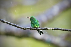 Canivet's Emerald photo 3