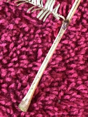 Leucaena pulverulenta