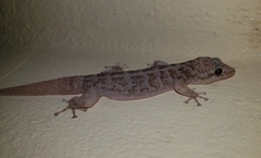 Phyllodactylus tuberculosus