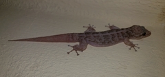 Phyllodactylus tuberculosus