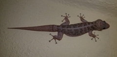 Phyllodactylus tuberculosus
