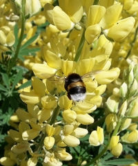 Bombus terrestris