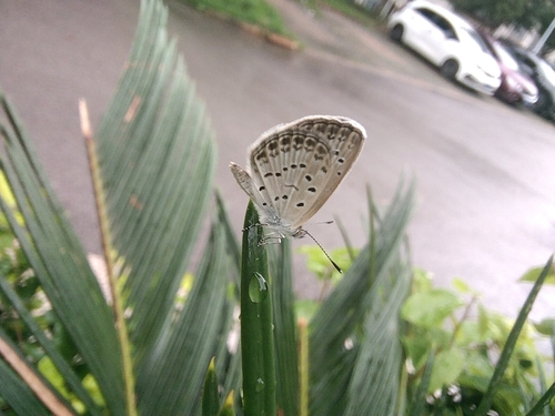Pale Grass Blue
