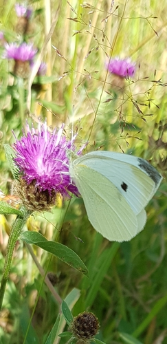 Pieris rapae