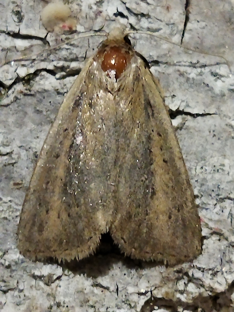 White-mantled Wainscot