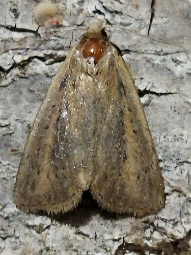 White-mantled Wainscot