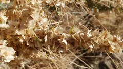 Atriplex canescens canescens