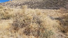 Atriplex canescens canescens