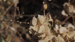 Atriplex canescens canescens