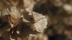 Atriplex canescens canescens