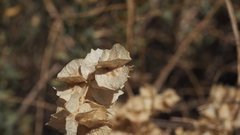 Atriplex canescens canescens