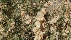 Atriplex canescens canescens