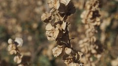Atriplex canescens canescens