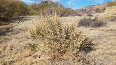 Atriplex canescens canescens