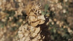 Atriplex canescens canescens