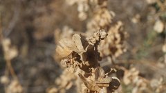 Atriplex canescens canescens