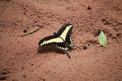 Heraclides lamarchei