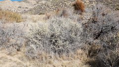 Atriplex canescens canescens