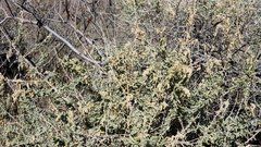 Atriplex canescens canescens