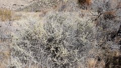 Atriplex canescens canescens