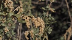 Atriplex canescens canescens