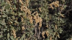 Atriplex canescens canescens