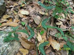 Passiflora mexicana