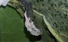 Placidina euryanassa