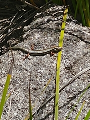 Ctenotus labillardieri