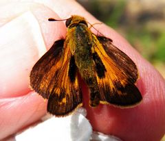 Atalopedes campestris huron