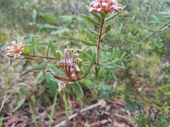 Grevillea phylicoides