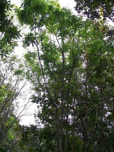 Quercus salicifolia