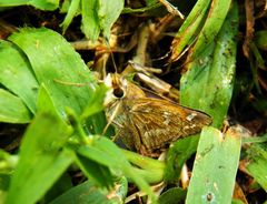 Atalopedes campestris huron