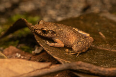 Mjoberg's Dwarf Litter Frog photo 2