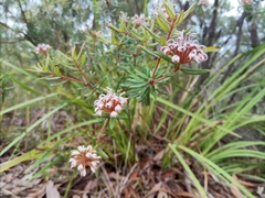 Grevillea phylicoides