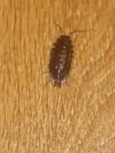 Zidna babura (Oniscus asellus)
