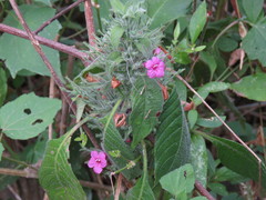 Ruellia inundata
