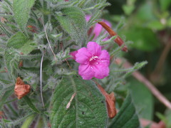 Ruellia inundata
