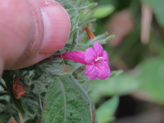 Ruellia inundata