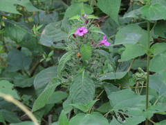 Ruellia inundata