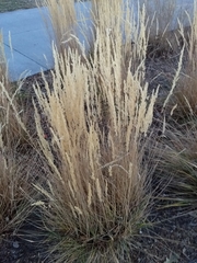Calamagrostis × acutiflora