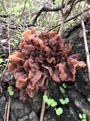 Phaeotremella foliacea