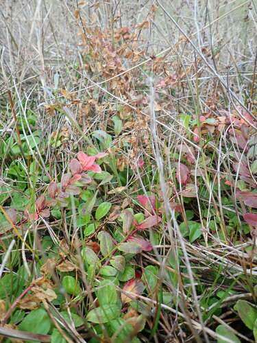 Epilobium billardiereanum