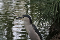 Nycticorax nycticorax