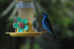 Dacnis cayana