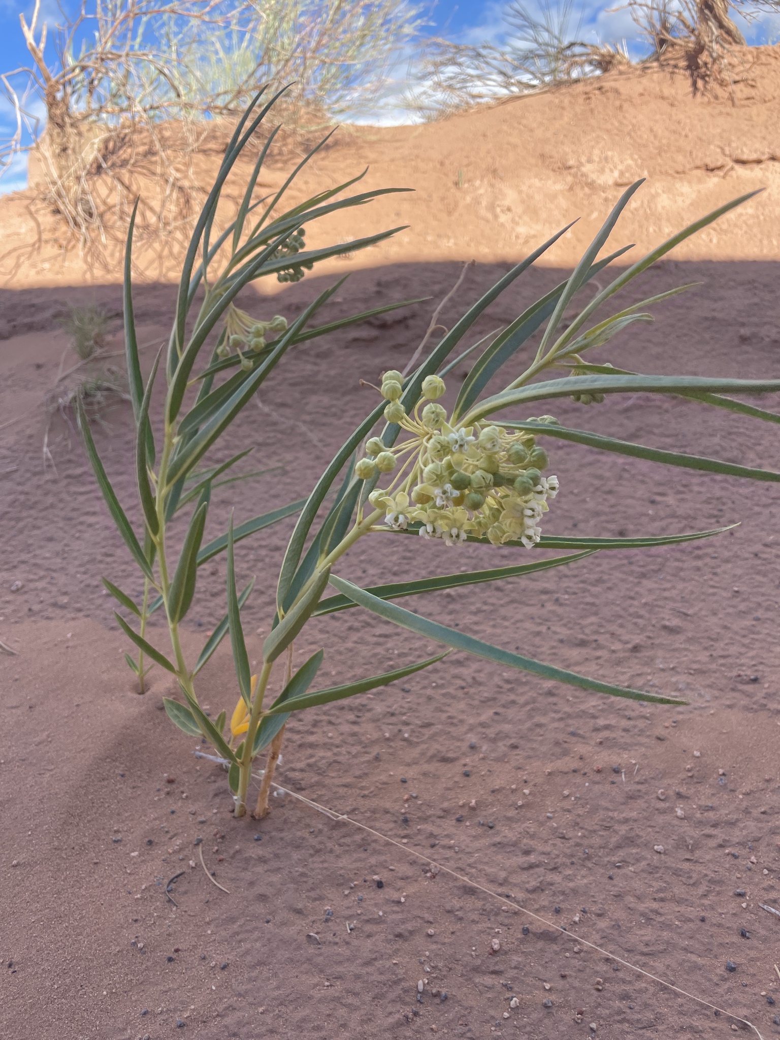 Asclepias labriformis