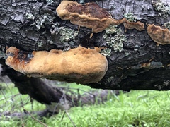 Phellinus pomaceoides